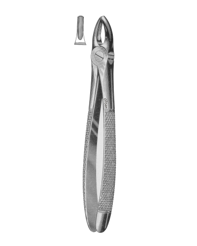 Upper Centrals n Canines